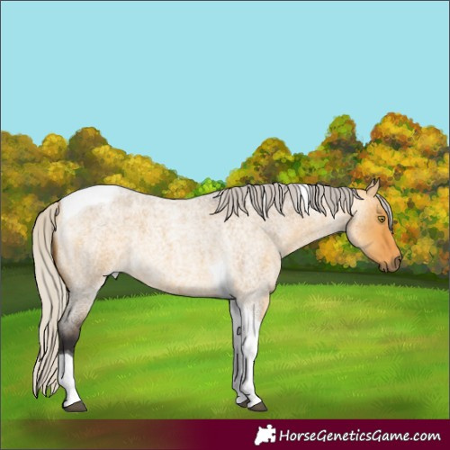 Horse Color:Silver Buckskin Roan Dun Tobiano 