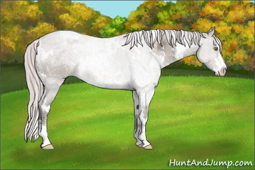 Horse Color:White Spotted Silver Grullo Sabino 