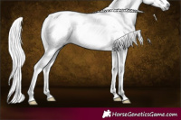 Horse Color:Gray White Spotted Silver Grullo Sabino