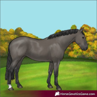Horse Color:Grullo 
