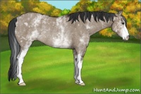 Horse Color:White Spotted Brown Dun Rabicano