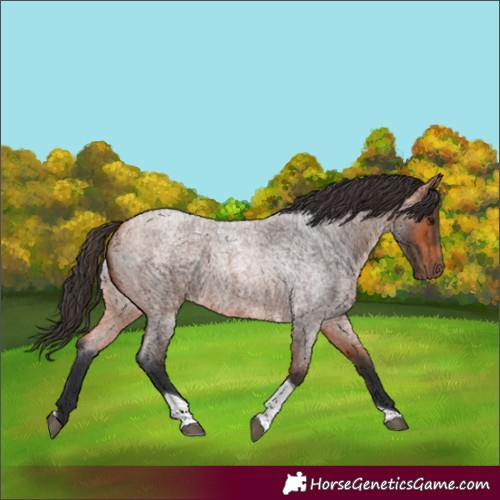 Horse Color:Bay Roan Tobiano 
