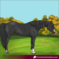 Horse Color:Black 