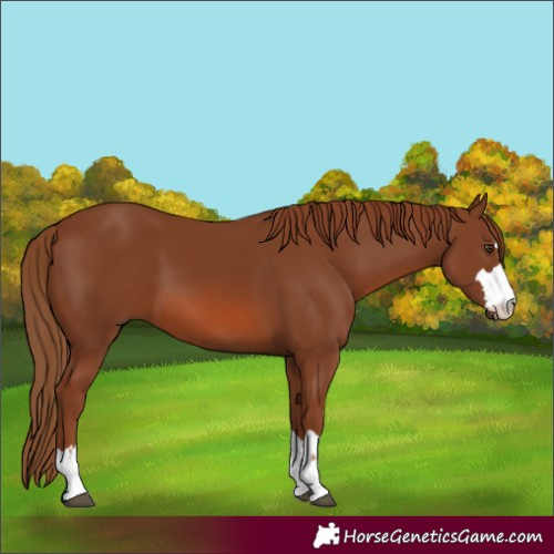 Horse Color:Chestnut 