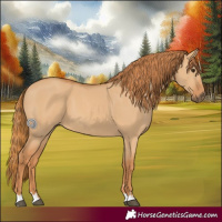 Horse Color:Red Dun