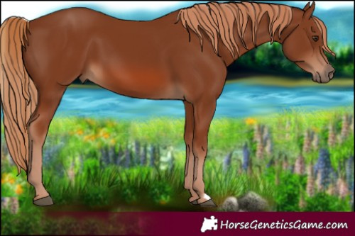 Horse Color:Chestnut 