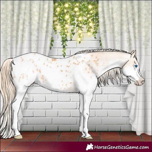 Horse Color:Chestnut Splash Appaloosa 