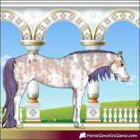 Horse Color:Painted Bay Sabino Appaloosa 