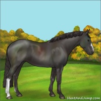 Horse Color:Smoky Black 