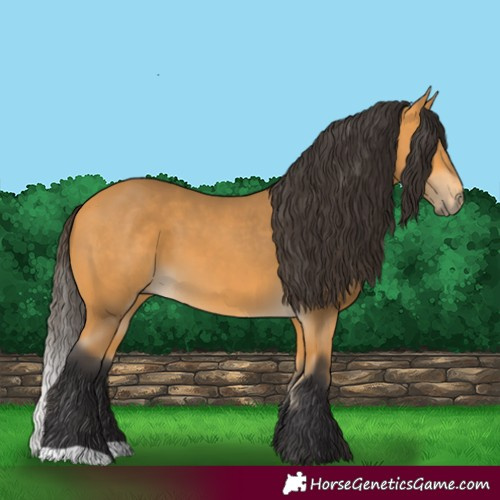 Horse Color:Buckskin 