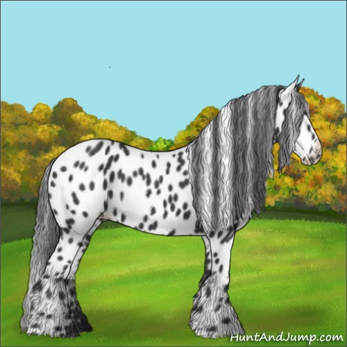 Horse Color:Black Appaloosa