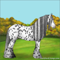 Horse Color:Black Appaloosa