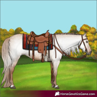 Horse Color:Gray Red Dun 