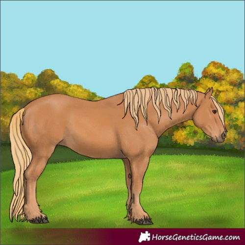 Horse Color:Chestnut 