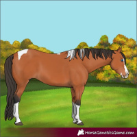Horse Color:Bay Splash Tobiano 