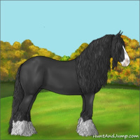 Horse Color:Black Splash