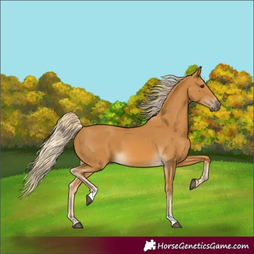 Horse Color:Palomino 