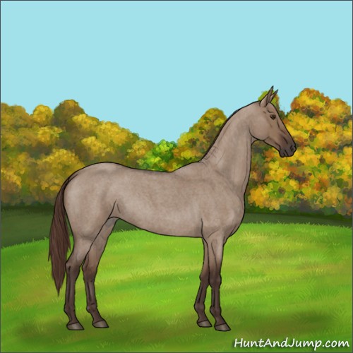 Horse Color:Liver Red Dun Roan 