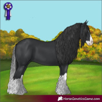 Horse Color:Black Splash 