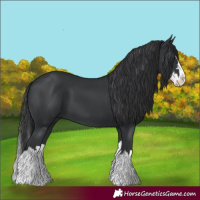 Horse Color:Black Splash 