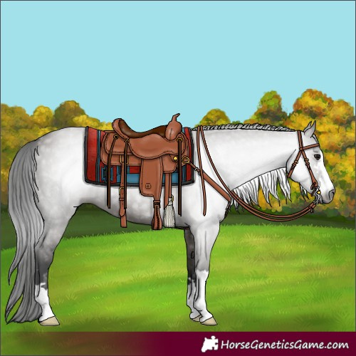 Horse Color:Gray Smoky Grullo 
