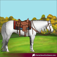 Horse Color:Gray Smoky Grullo 