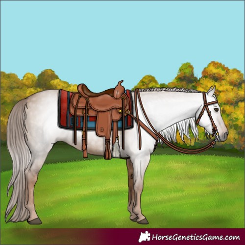 Horse Color:Gray Red Dun 