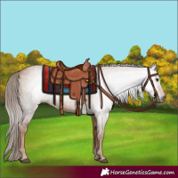 Horse Color:Gray Red Dun 