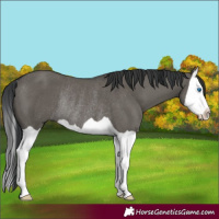 Horse Color:Grullo Splash Rabicano 