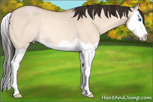 Horse Color:Sable Champagne Dun Splash Rabicano 
