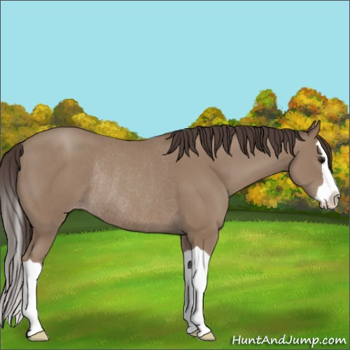 Horse Color:Classic Champagne Splash Rabicano