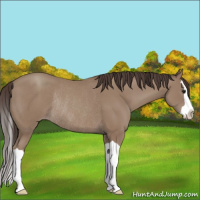 Horse Color:Classic Champagne Splash Rabicano 