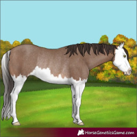 Horse Color:Sable Champagne Splash Rabicano 