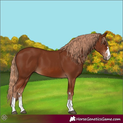 Horse Color:Chestnut 