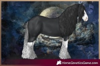 Horse Color:Black Splash 