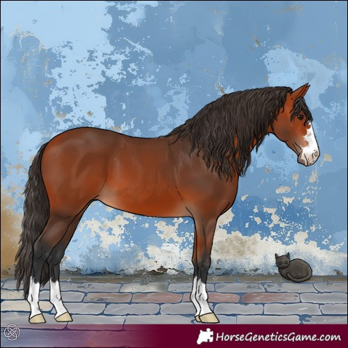 Horse Color:Bay 