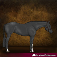 Horse Color:Black 
