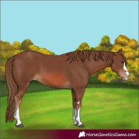 Horse Color:Chestnut 