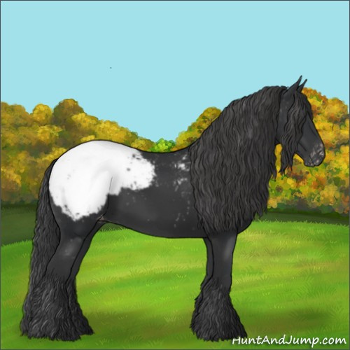 Horse Color:Black Appaloosa 