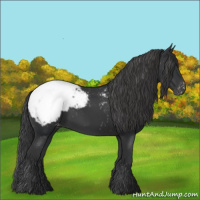 Horse Color:Black Appaloosa 