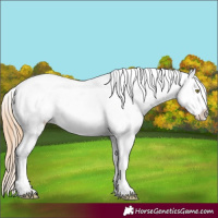 Horse Color:Gold Champagne Appaloosa