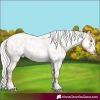 Horse Color:Silver Amber Champagne Roan Appaloosa Rabicano