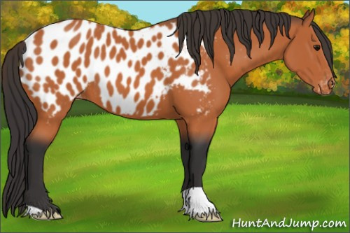 Horse Color:Bay Appaloosa
