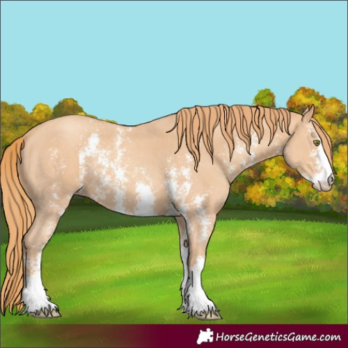 Horse Color:Gold Champagne Sabino 