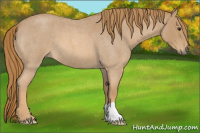 Horse Color:Red Roan