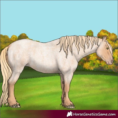 Horse Color:Gold Champagne Roan