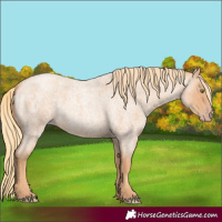 Horse Color:Gold Champagne Roan 