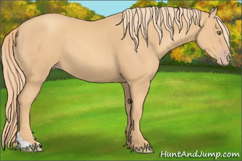 Horse Color:Gold Champagne 