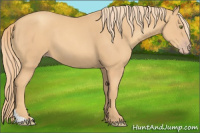 Horse Color:Gold Champagne 
