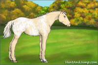 Horse Color:Gold Cream Champagne Appaloosa 